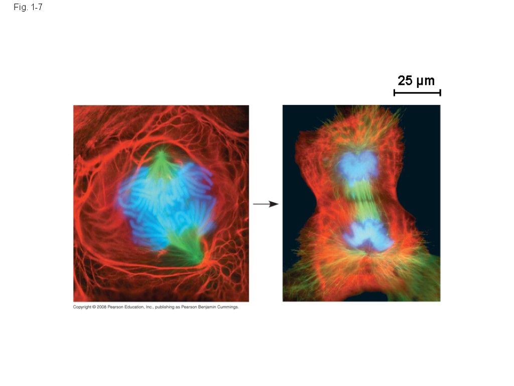 25 µm Fig. 1-7